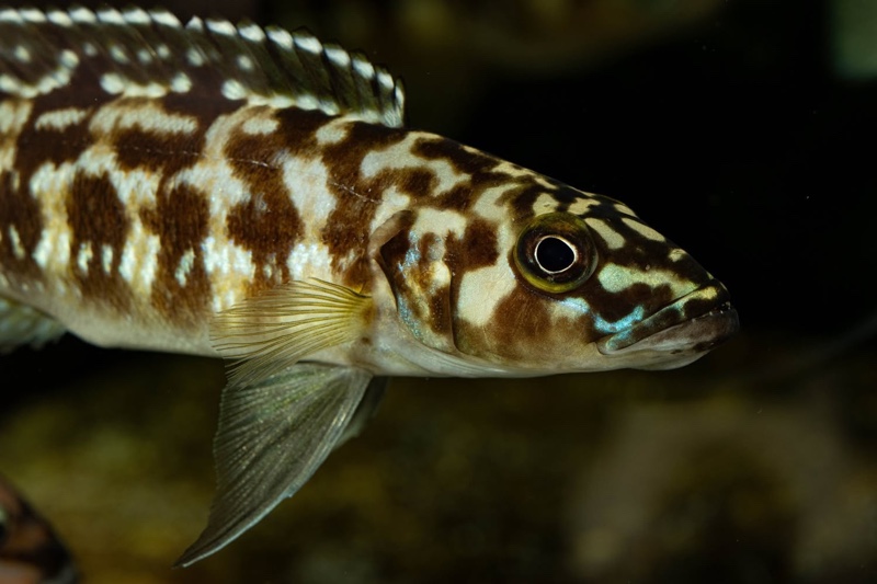 Lepidiolamprologus kamambae 'Kerenge Island'